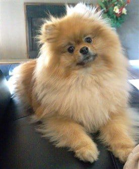 How to house train a hot sale pomeranian puppy